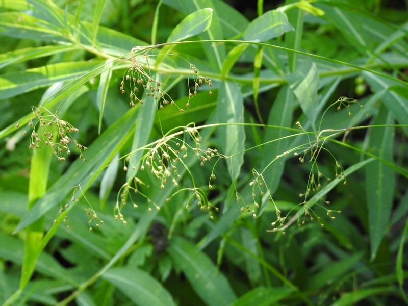 Luzula parviflora subsp. parviflora photo 3