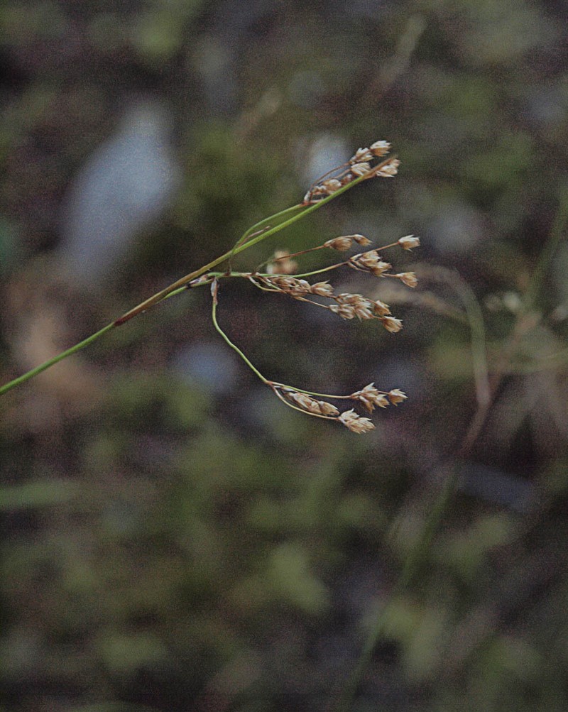 Luzula parviflora subsp. parviflora photo 4