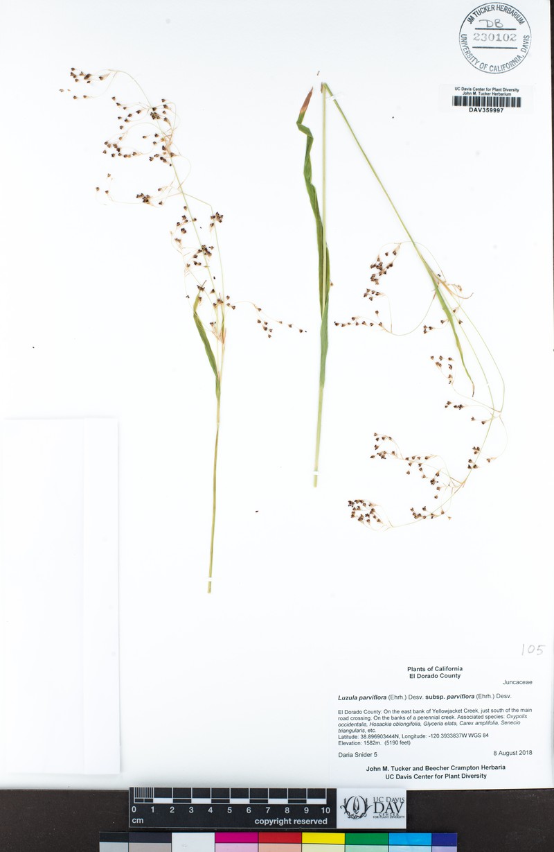Luzula parviflora subsp. parviflora photo 5