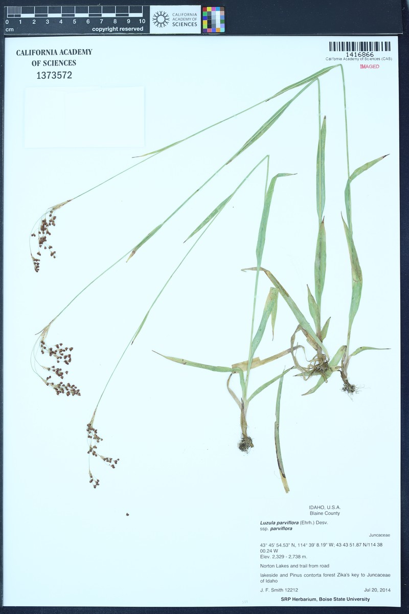 Luzula parviflora subsp. parviflora photo 8