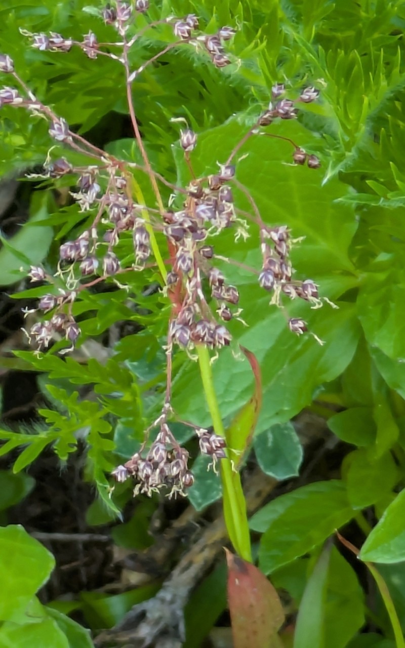 Piper's Woodrush photo 7