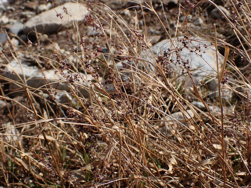 Piper's Woodrush photo 8