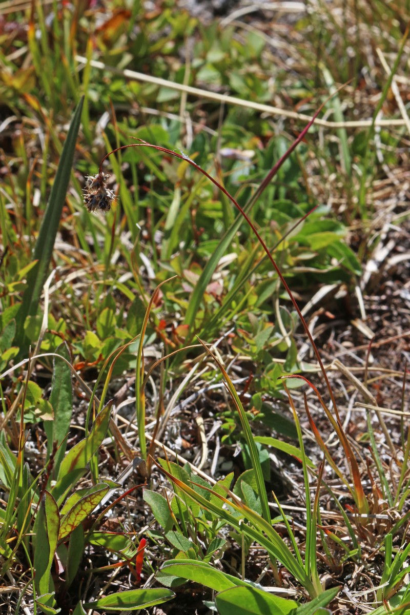 Spiked Woodrush photo 5