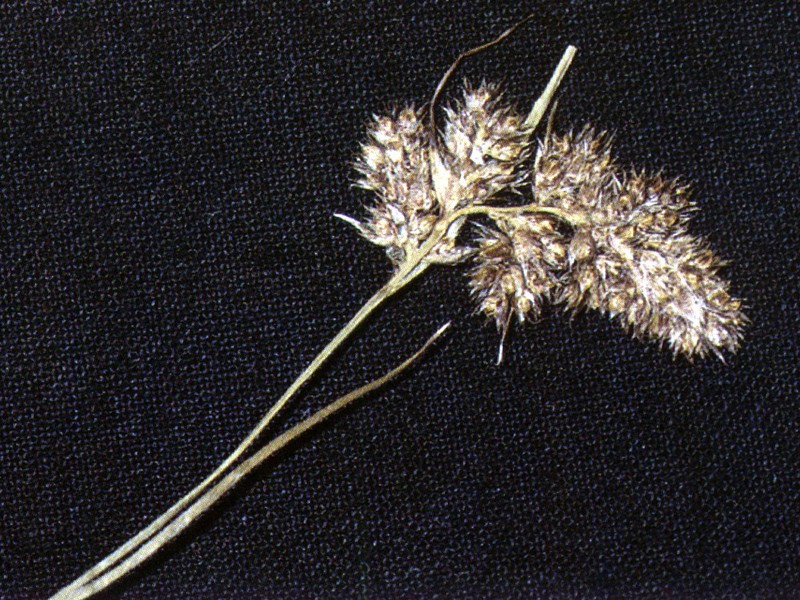 Spiked Woodrush