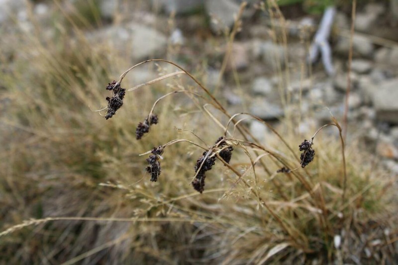 Spiked Woodrush photo 3