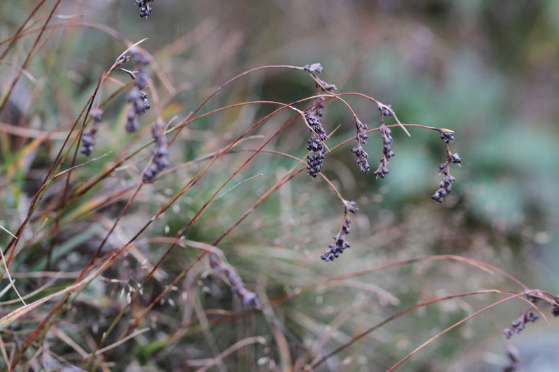 Spiked Woodrush photo 4