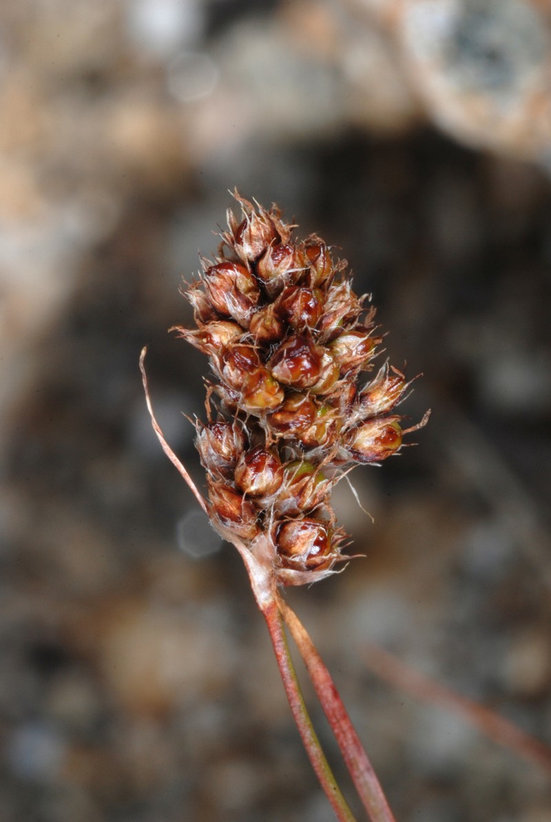 Spiked Woodrush photo 7