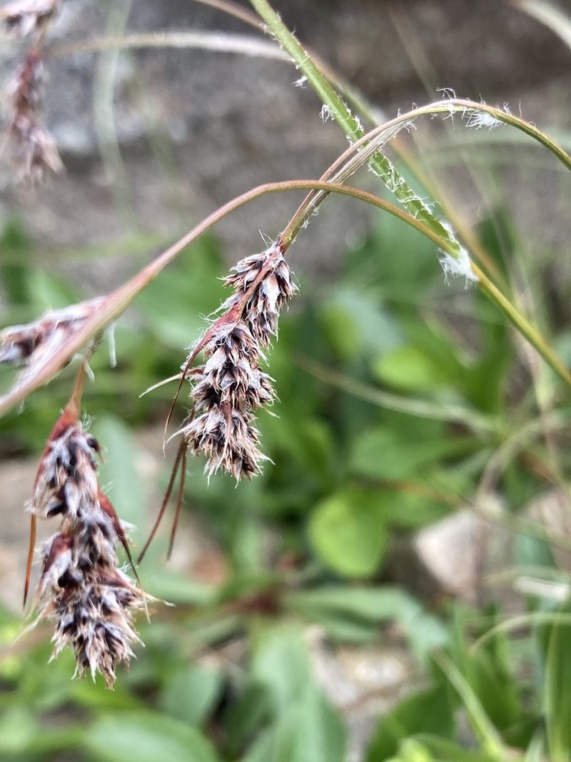 Spiked Woodrush photo 8