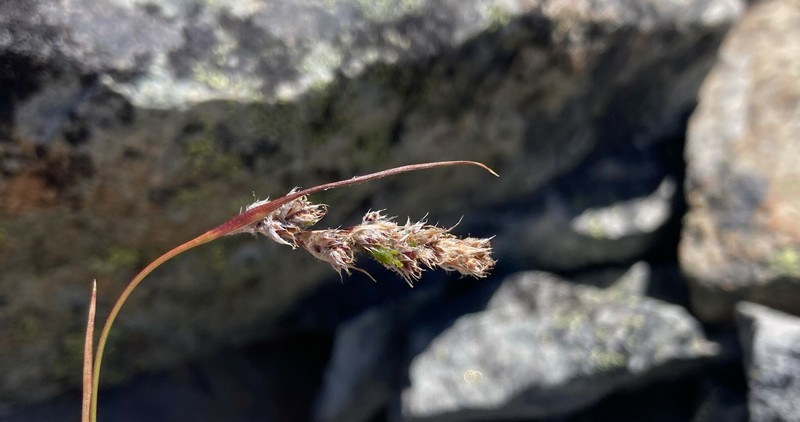 Luzula spicata subsp. spicata