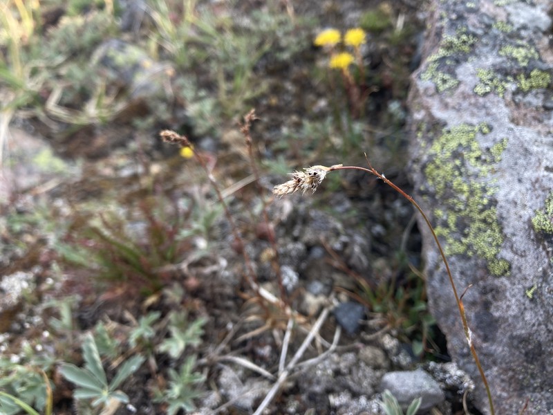 Luzula spicata subsp. spicata photo 2
