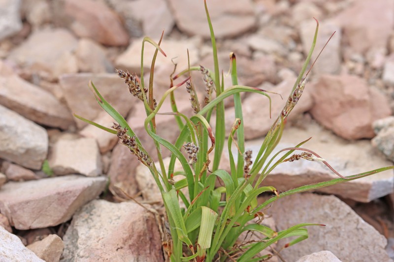 Luzula spicata subsp. spicata photo 3