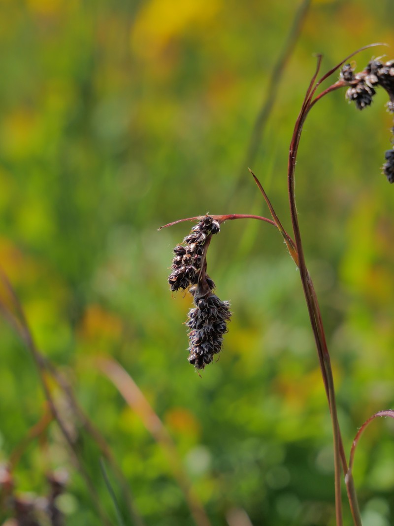 Luzula spicata subsp. spicata photo 4