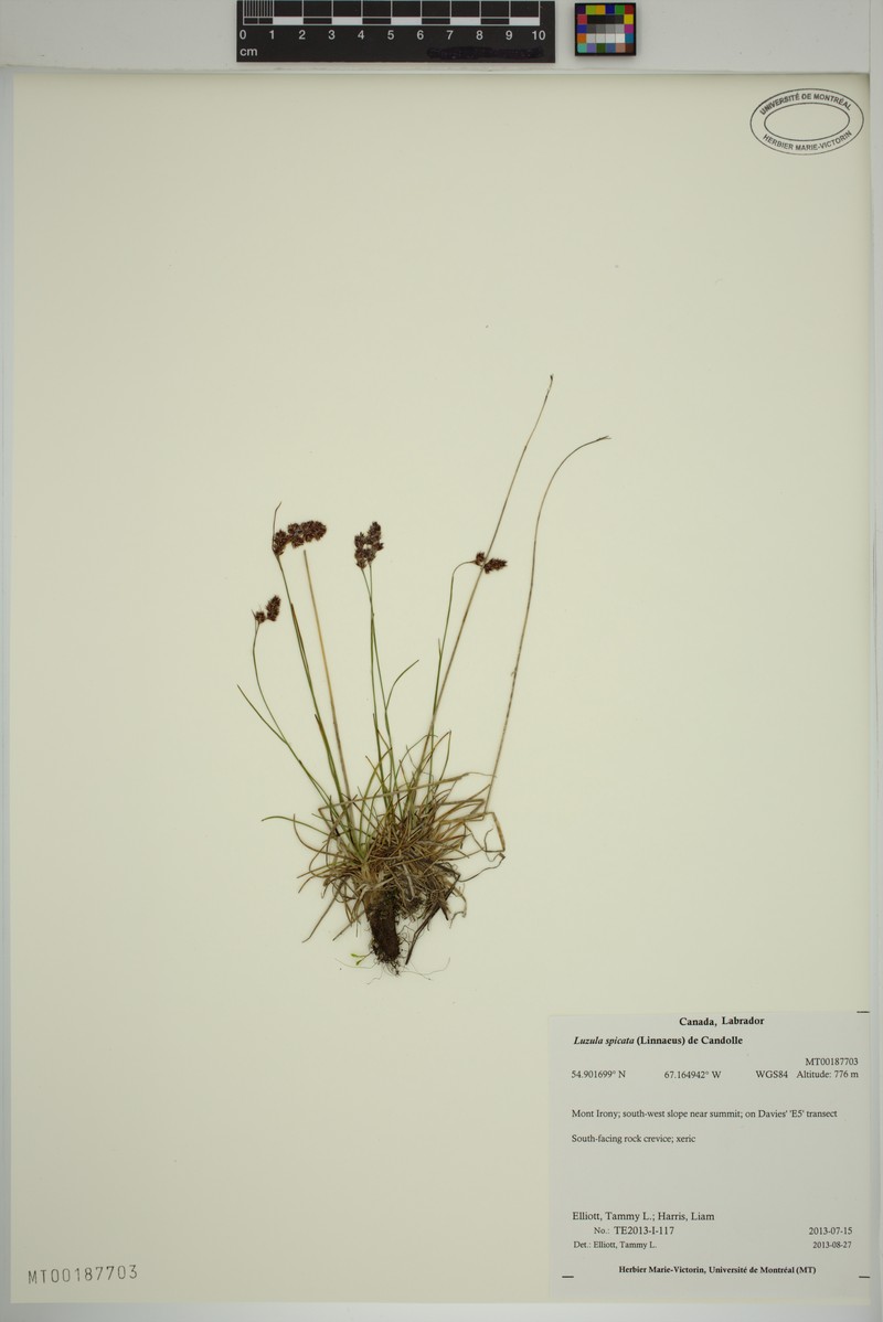 Luzula spicata subsp. spicata photo 5