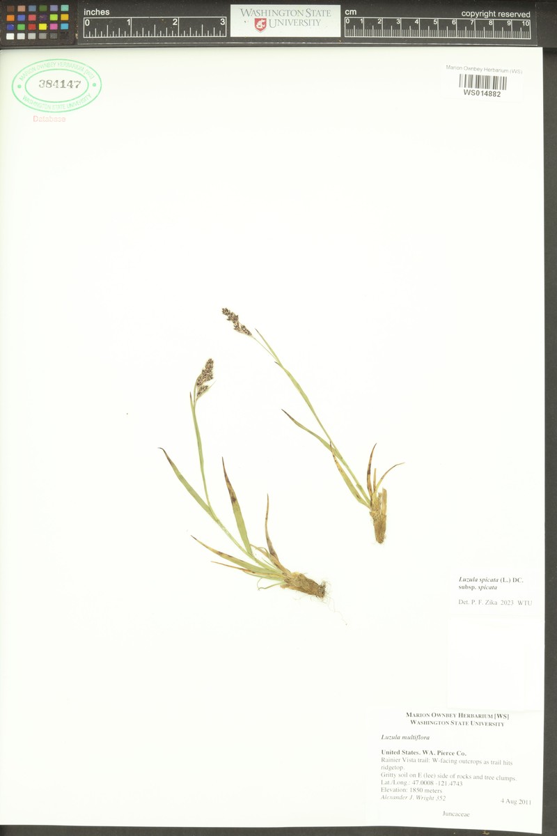 Luzula spicata subsp. spicata photo 6
