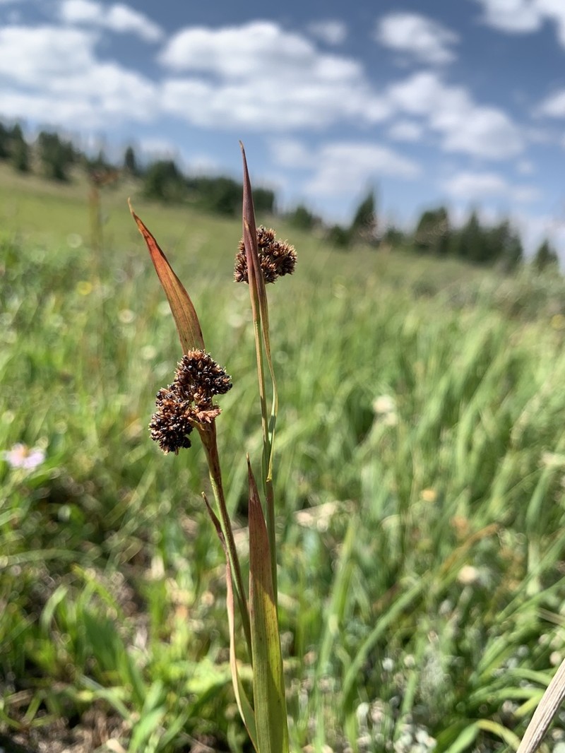 Colorado Woodrush