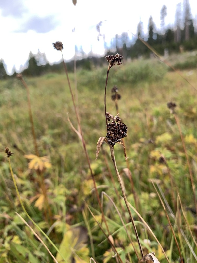 Colorado Woodrush photo 5