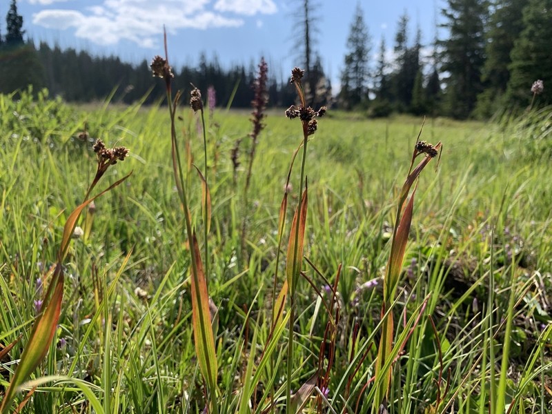 Colorado Woodrush photo 7
