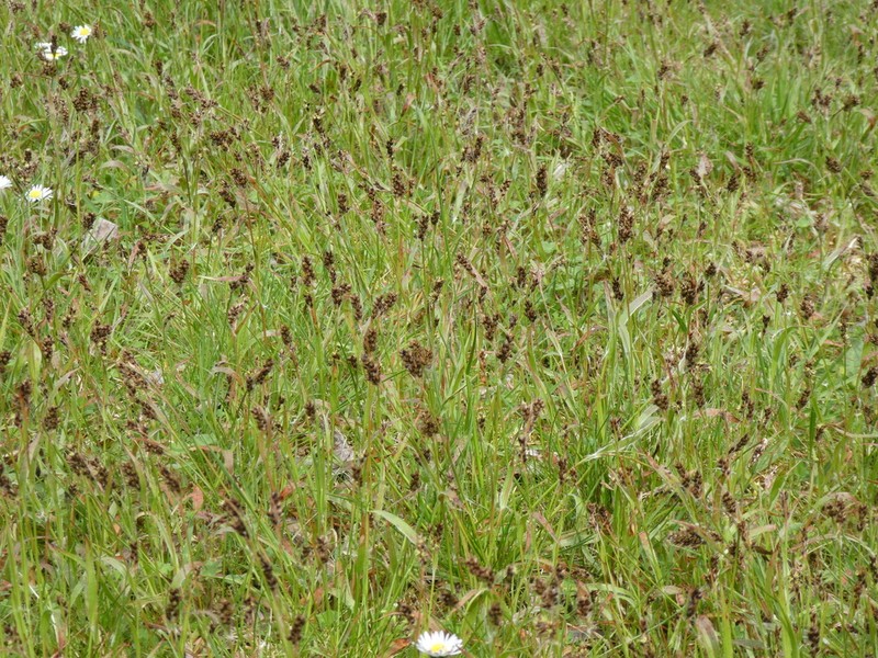 Luzula subsessilis