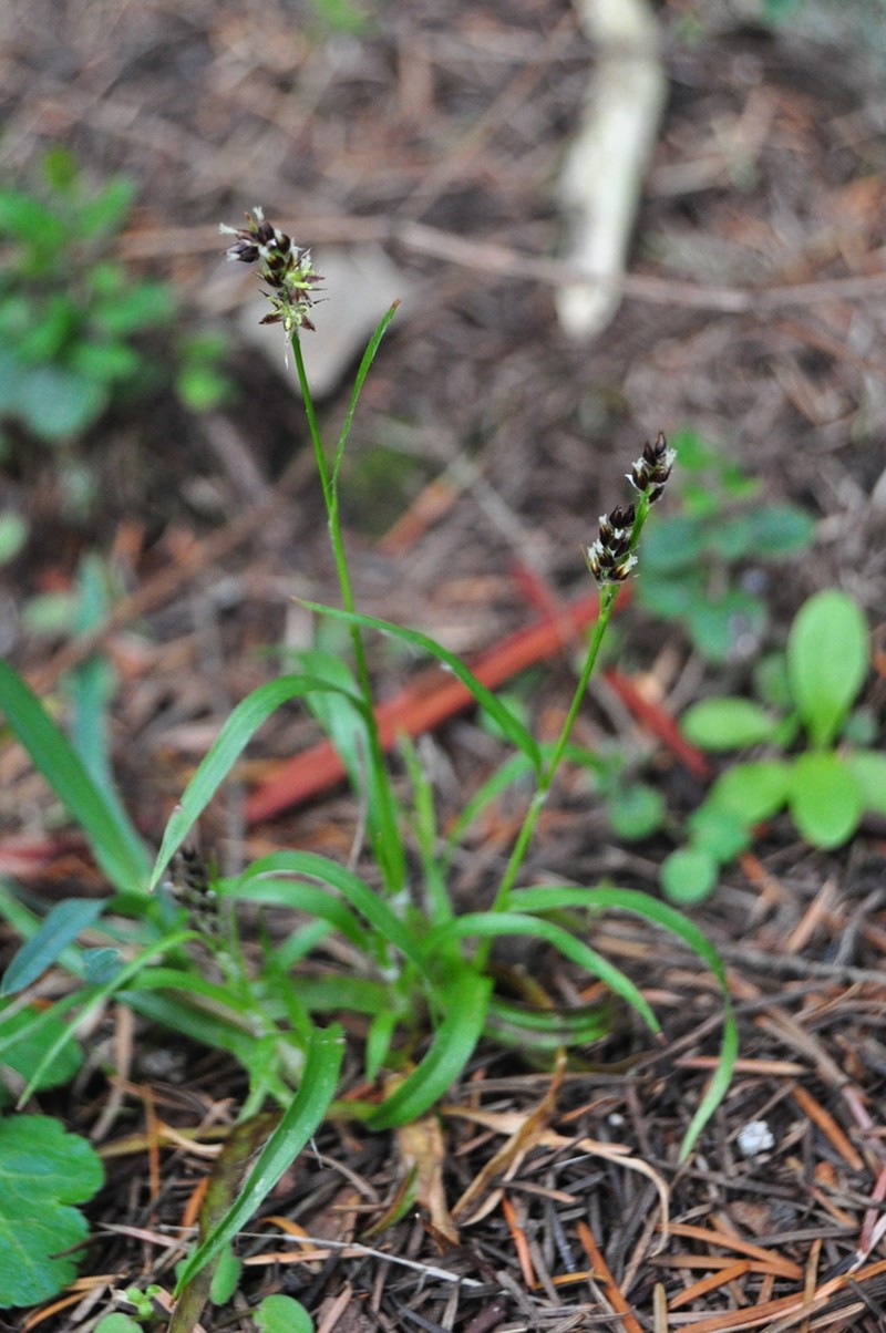 Luzula subsessilis photo 2