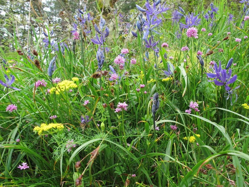 Luzula subsessilis photo 3