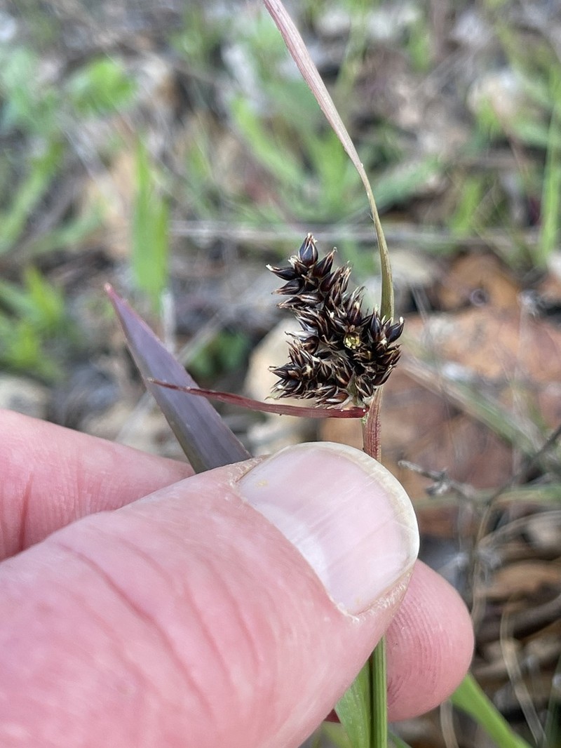 Luzula subsessilis photo 4