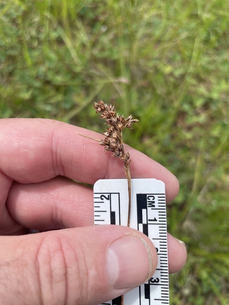 Luzula subsessilis photo 5