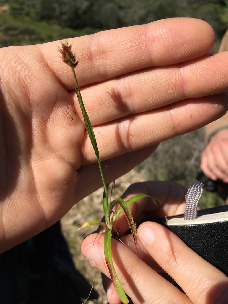 Luzula subsessilis photo 6