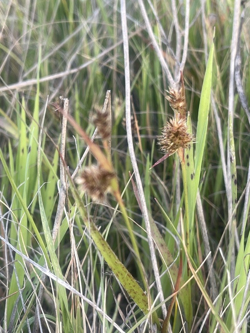 Luzula subsessilis photo 7