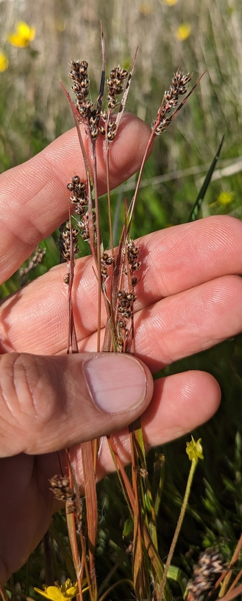 Luzula subsessilis photo 8