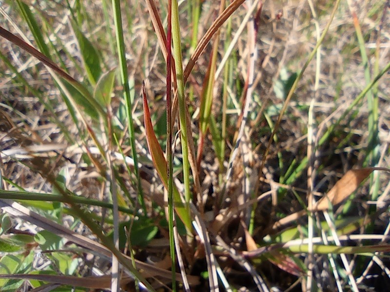 Wahlenberg's Woodrush