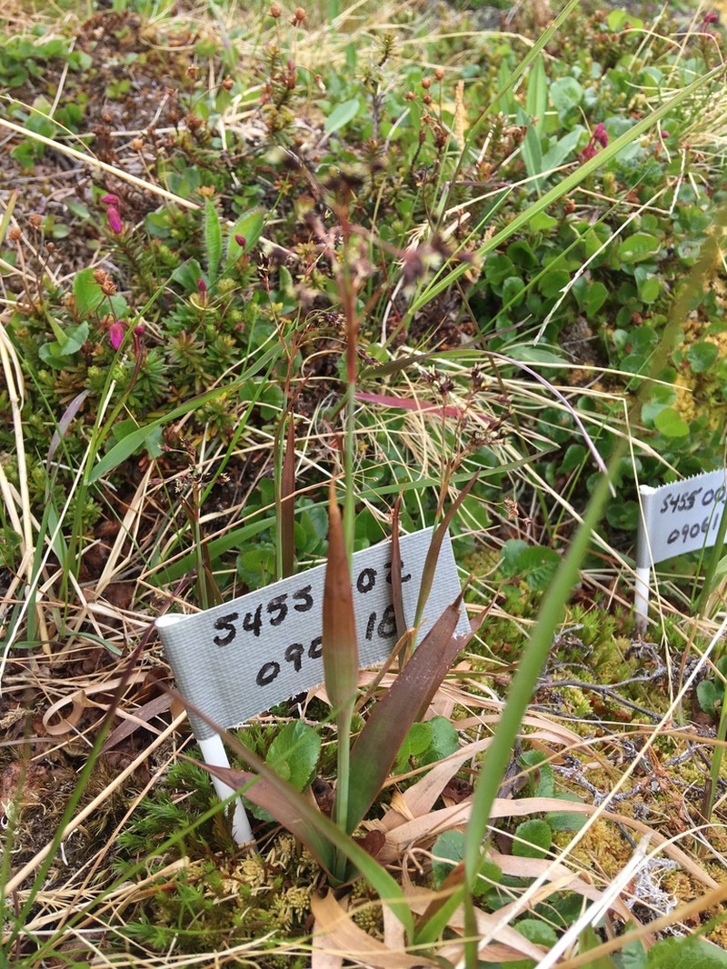 Wahlenberg's Woodrush