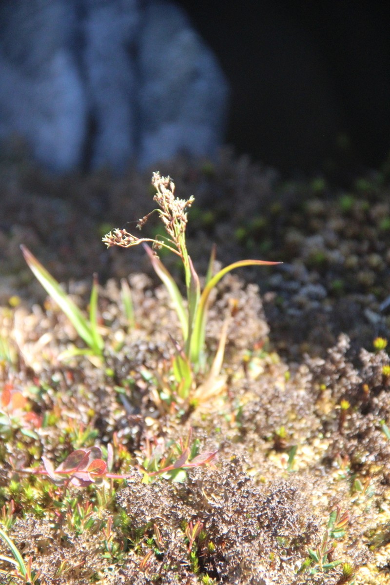 Wahlenberg's Woodrush photo 2