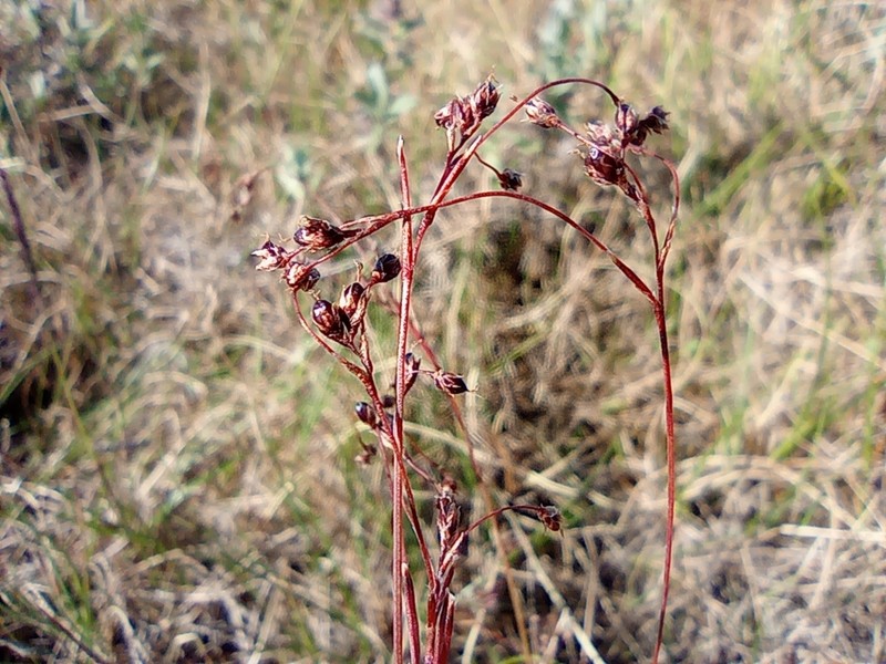 Wahlenberg's Woodrush photo 3