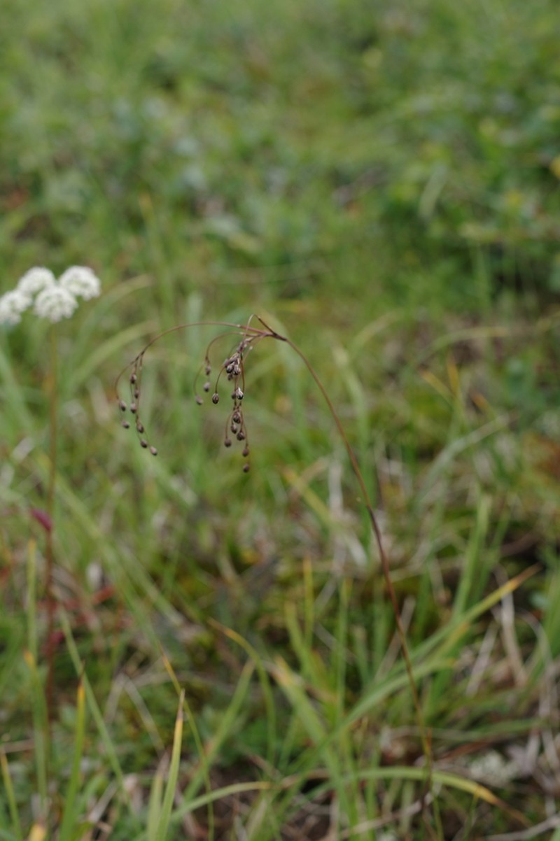 Wahlenberg's Woodrush photo 5