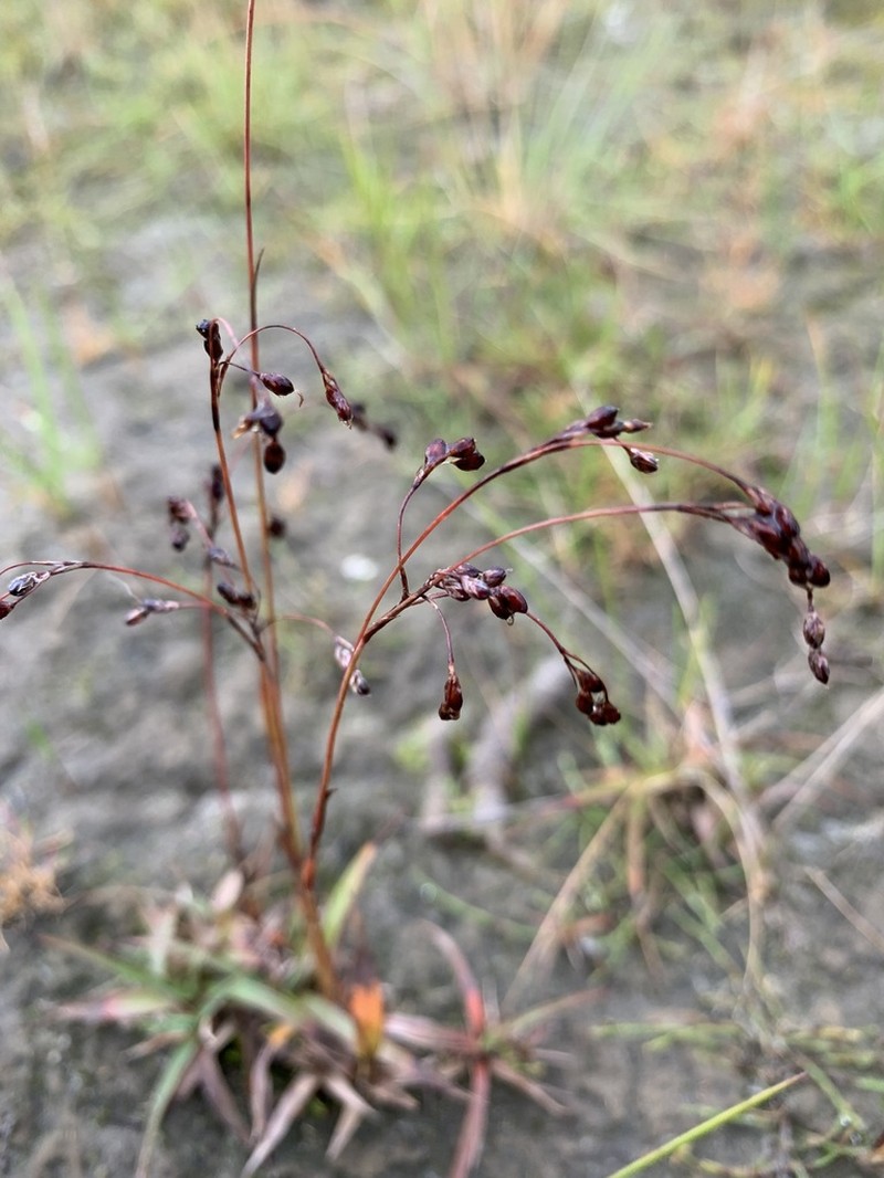 Wahlenberg's Woodrush photo 6