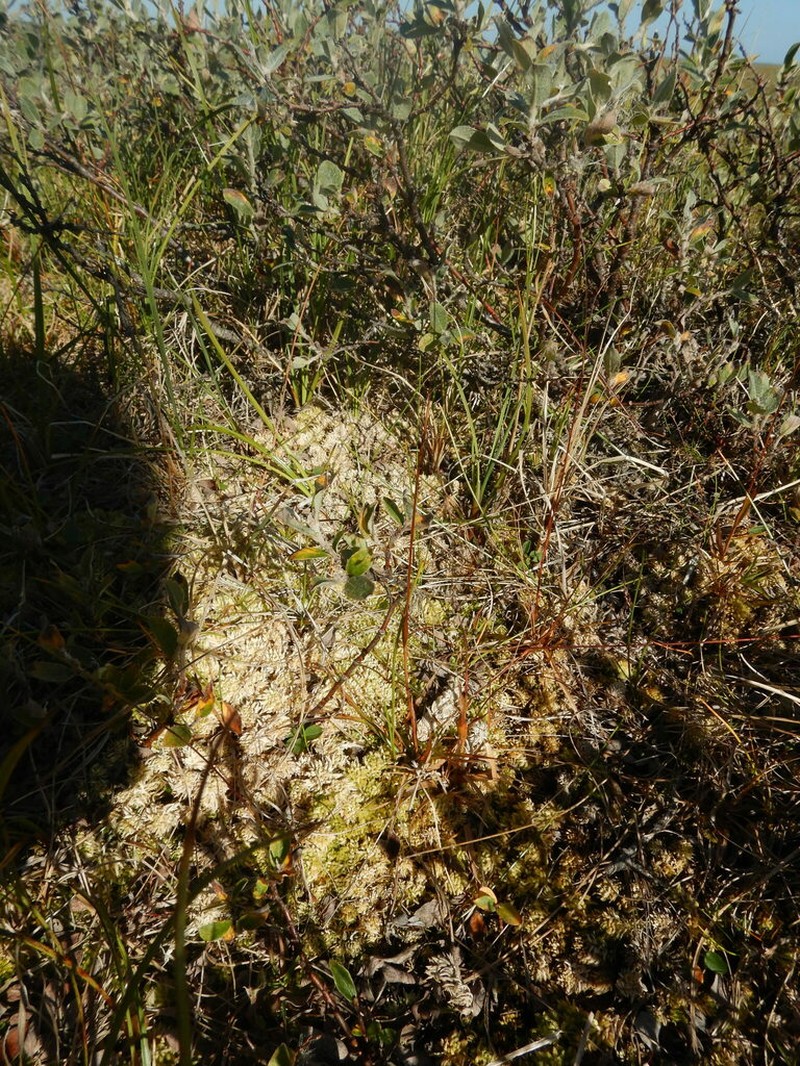 Wahlenberg's Woodrush photo 7