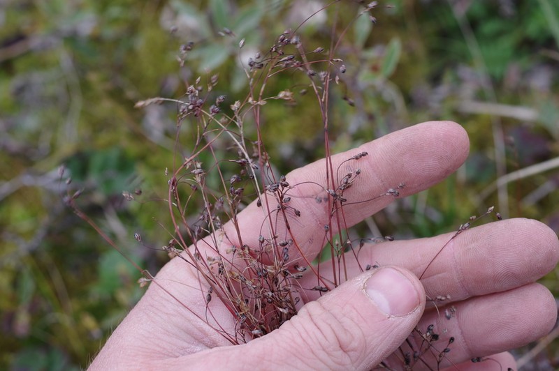 Wahlenberg's Woodrush photo 8