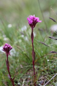 Lychnis alpina