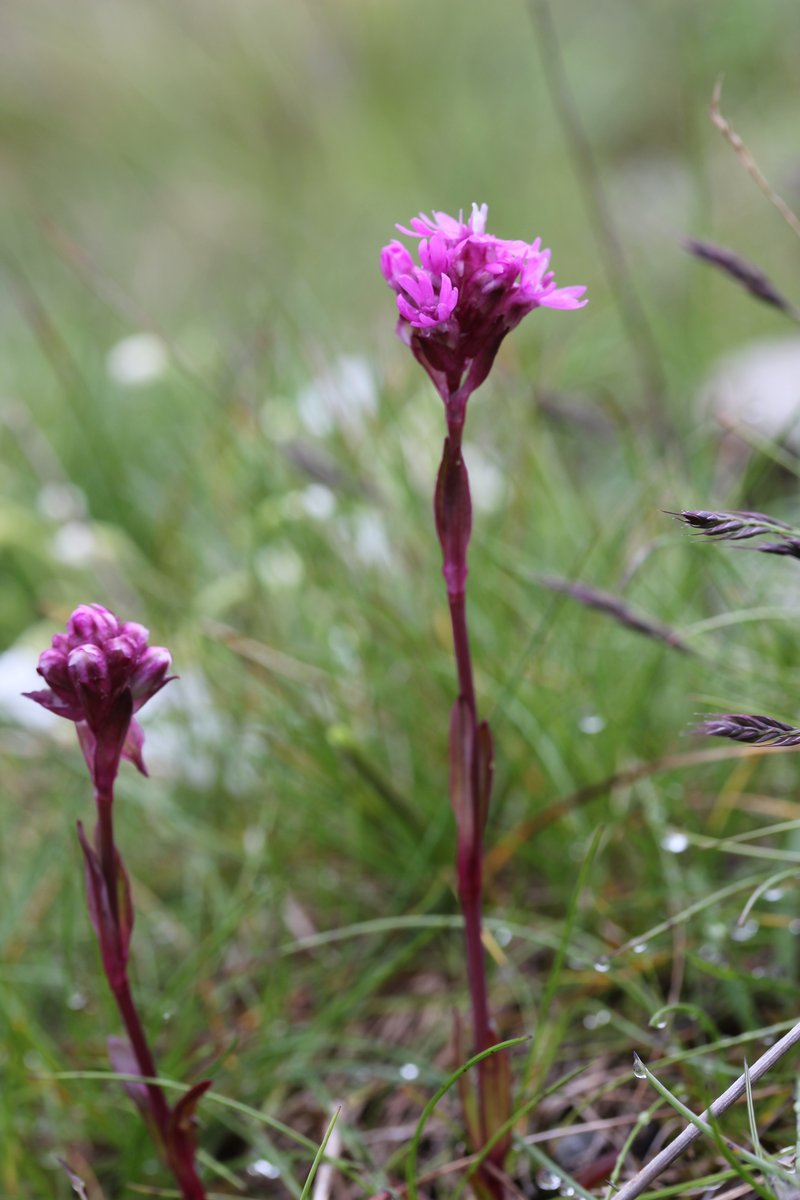 Lychnis alpina
