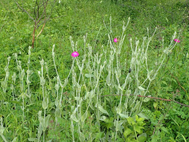 Rose Campion photo 3