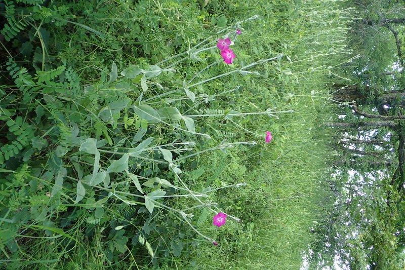 Rose Campion photo 4
