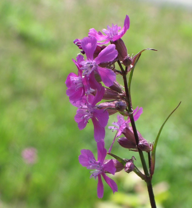 Clammy Campion