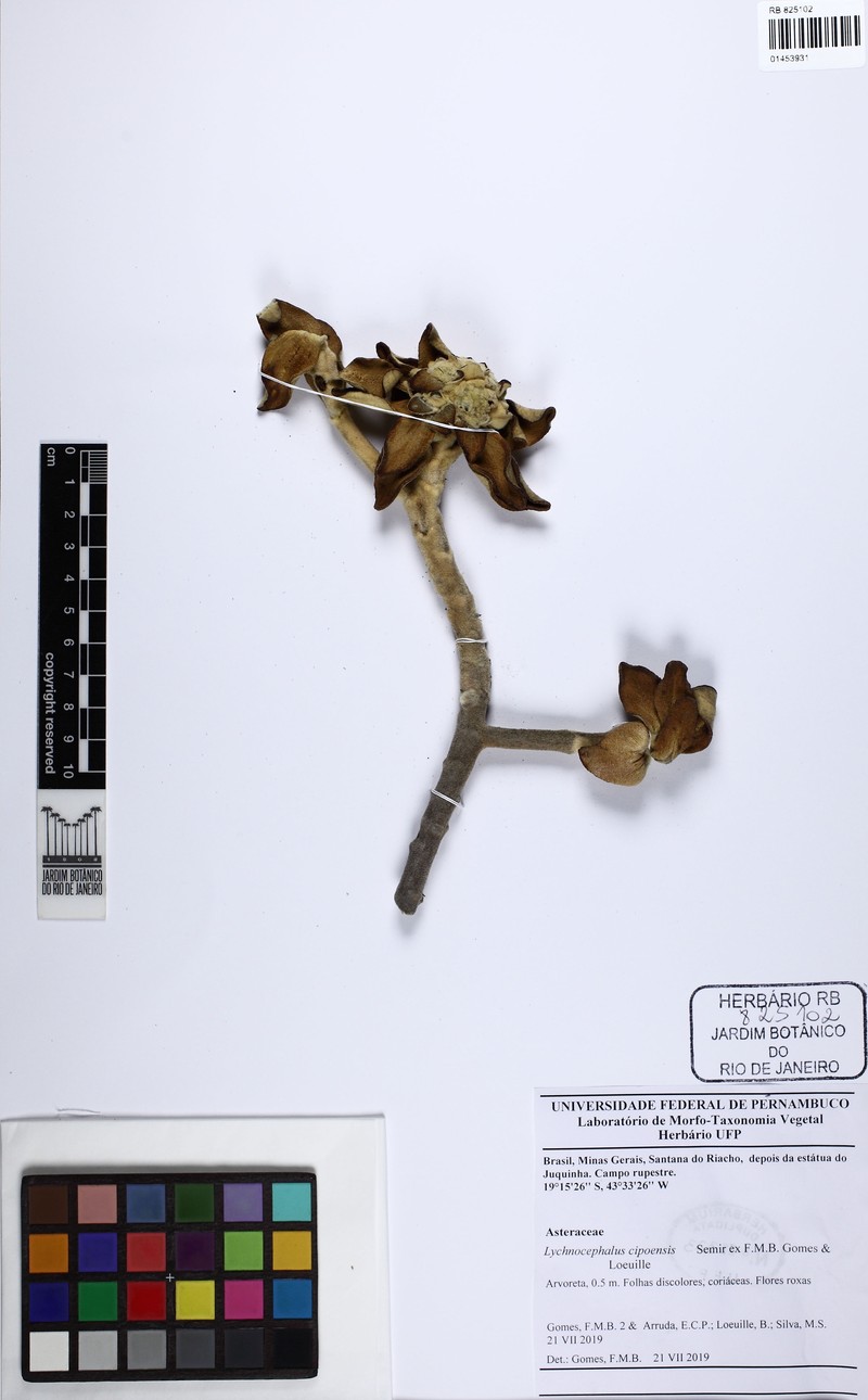 Lychnocephalus cipoensis