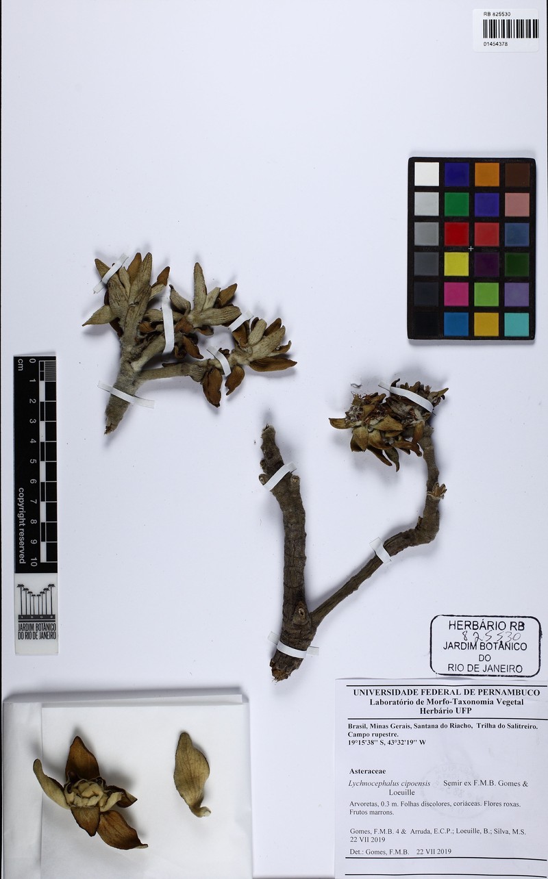 Lychnocephalus cipoensis photo 2