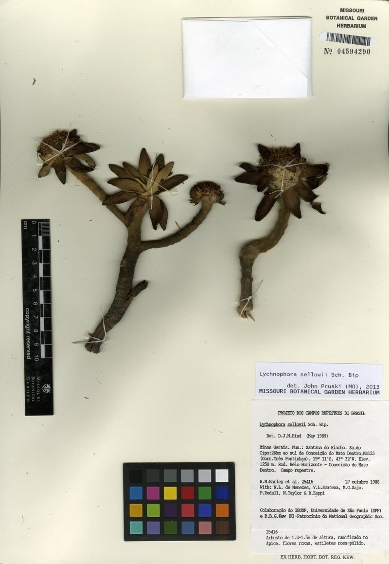 Lychnocephalus cipoensis photo 3