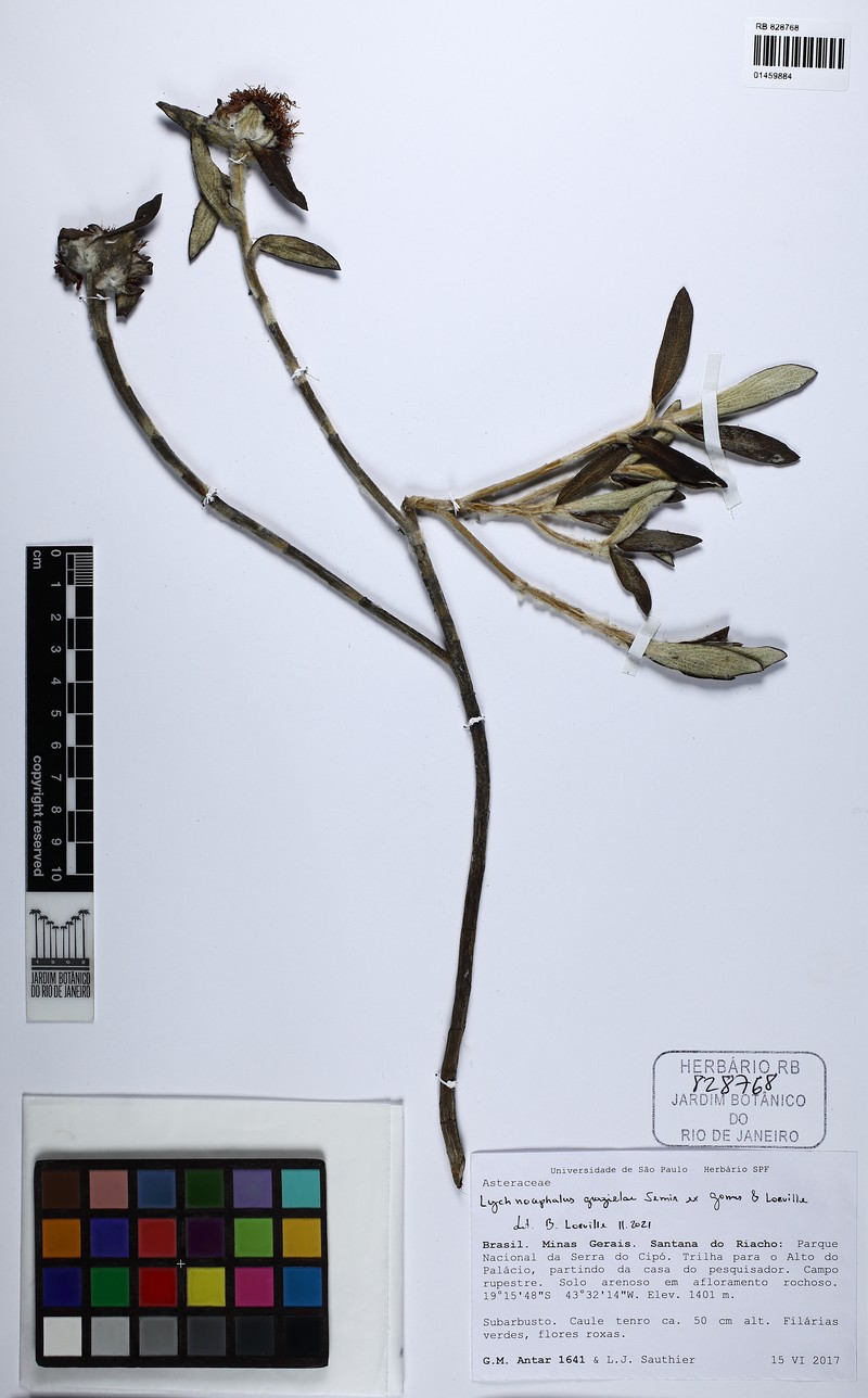 Lychnocephalus grazielae