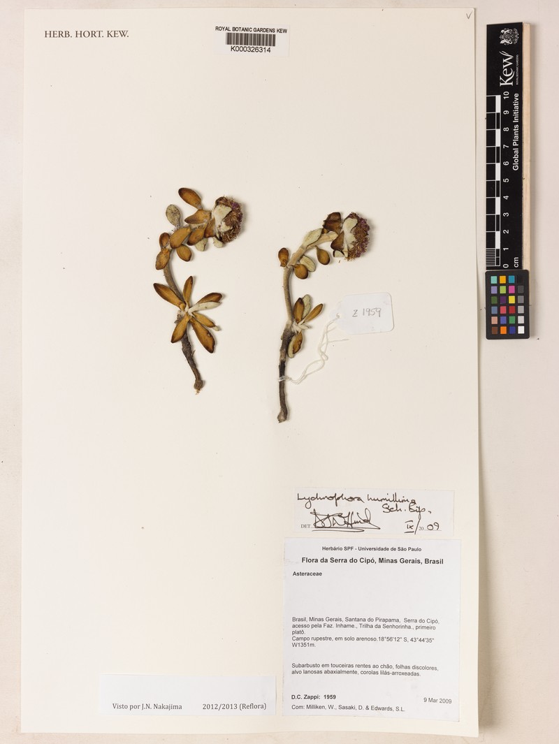 Lychnocephalus humillimus photo 2