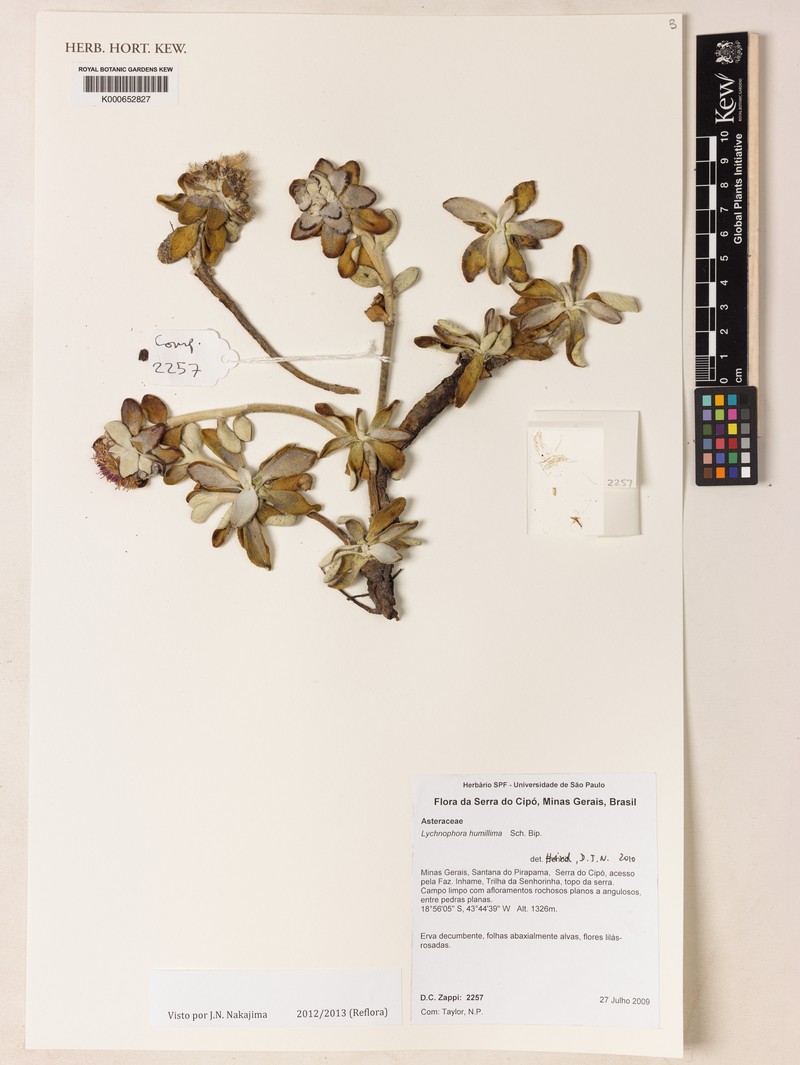 Lychnocephalus humillimus photo 3