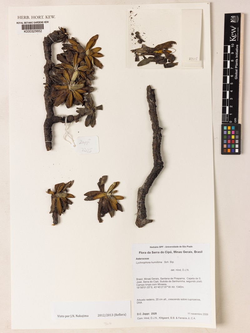 Lychnocephalus humillimus photo 4