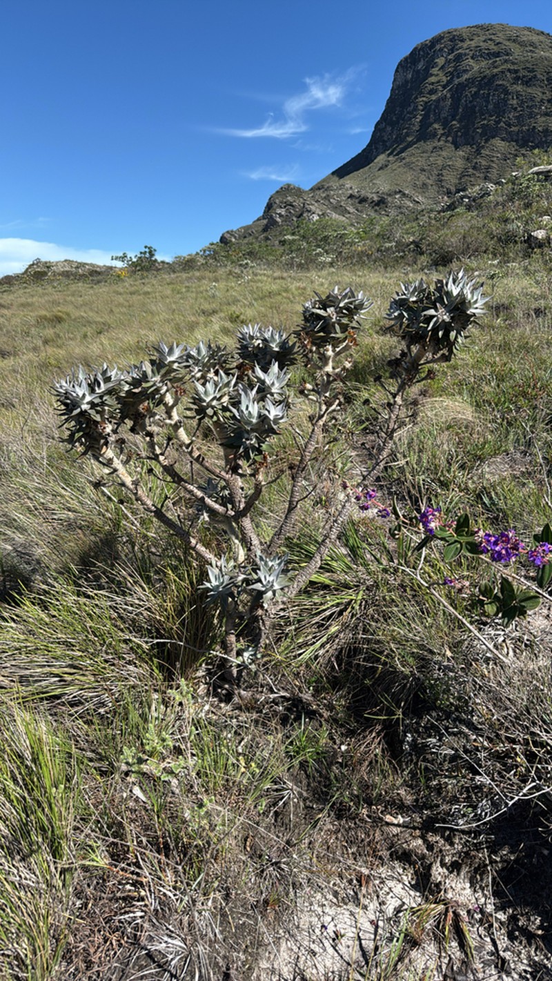 Lychnocephalus sellovii